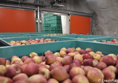 Behälter außerhalb der Parzellen und bereit für die Weiterverarbeitung in einer Fabrik.