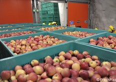 Behälter außerhalb der Parzellen und bereit für die Weiterverarbeitung in einer Fabrik.