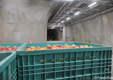 Behälter außerhalb der Parzellen und bereit für die Weiterverarbeitung in einer Fabrik.