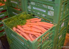 Karotten aus dem Hause Kretzschmar GbR 