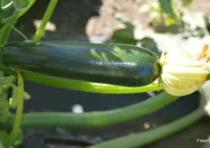 Um der hohen Nachfrage nach seinen Bio-Zucchini gerecht zu werden hat Abenhardt seine Anbaukapazität im vergangenen Jahr von 30 auf stolze 50 ha erweitert. Eine weitere Flächenausdehnung sei geplant, bestätigt er.