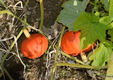 Im Bio-Anbau setzt Abenhardt vorrangig auf die Sorte Orange Summer.