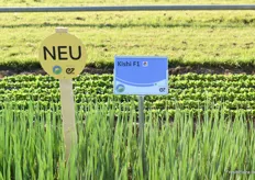 Kishi F1 ist eine neue Bundzwiebelsorte von Takii Seed, die von Enza Zaden in Deutschland vermarktet wird.  