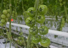Frische Rispentomaten im Gewächshaus des Ralf Albers. In der KW 16 konnten die ersten Tomaten der diesjährigen Saison geerntet werden.