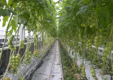 Seit 2016 widmet sich Albers dem Anbau von Rispen-, Minirispen- und Cherrytomaten. Etwa 60 Prozent der 2,5 Hektar großen Anbaufläche entfällt auf den Tomatenanbau.