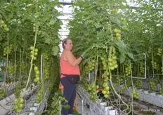 Pflege der Tomatenpflanzen