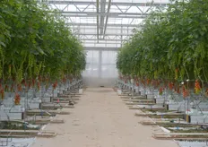 Einblick in den Tomatenanbau des Ralf Albers. Zu Spitzenzeiten beschäftigt der Betrieb circa 20 Mitarbeiter in der Produktion.