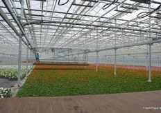 Bis Ende 2024 soll die neue Gewächshausanlage (13ha) in Betrieb genommen werden. Auch beim Neubau handelt es sich um ein Doppelzweckgewächshaus, in dem sowohl Beet- als auch Tomatenpflanzen gepflanzt werden können.