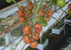 Cocktail-Rispentomaten der Sorte Brioso. Abgerundet wird das Sortenspektrum der Emsland Gemüse GmbH von der Fleischtomate Rebelski. Die Cherry-Tomate Rivolo wird seit diesem Jahr nicht mehr angebaut.