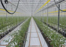 Auch wenn die Emsland Gemüse GmbH offiziell nicht Bio-zertifiziert ist, ähnelt der Anbauprozess der Bio-Erzeugung. Es werden u.a. torffreies Substrat, Nützlinge sowie ein Wasserkreislaufsystem eingesetzt.