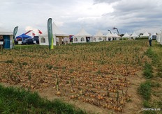 Auch das Zwiebeldemofeld ist seit einigen Jahren fester Bestandteil des Weuthen Kartoffeltags.