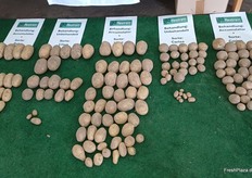 Keimhemmung bei Pflanzkartoffeln am Stand der Firma Restrain