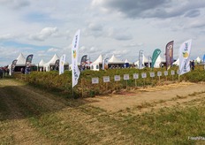 Ein letzter Blick auf das Kartoffeldemofeld