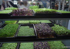 Frische Microgreens aus vertikalem Anbau am Stand der OnlyGreens GmbH.