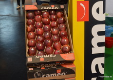 Highlight am Dalival-Stand war der erfolgreiche Clubapfel Cameo.