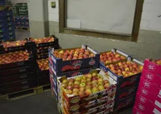 The wholesaler also sells apple club varieties like MyLord, Jazz, Joya and Pink Lady.