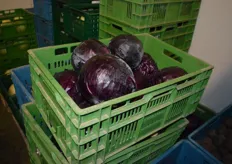 In winter, the company is harvesting classic winter vegetables. For example, red cabbage, ...
