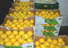 "Fresh lemons from Spain of the trademark "tobsine" are also sold by van Wylick. Besides lemons, tobsine also offers oranges, clementines and grapefruit."
