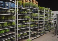 The wholesaler offers in addition to fruits and vegetables, many different fresh herbs.