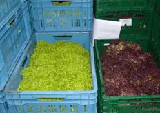 During summer, lettuce of elele is high in demand. In summer the wholesaler receive his products mostly from local German growers.