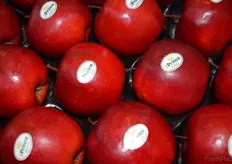 Jeder 5. Apfeln in Deutschland kommt von der Elbe-Obst Vertriebs GmbH. Die Sorte Red Prince® ist eine der Apfelsorten die auf der Fruit Logistica präsentiert werden.