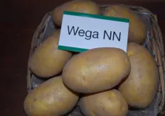 Die Wega Kartoffel von NORIKA Nordring-Kartoffelzucht-und Vermehrungs GmbH ist neu auf dem Markt.