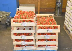 Heimische Erdbeeren im Lager des Obst und Gemüse Kontors.