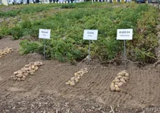 Pommes-Kartoffeln gewinnen allmahlich an Bedeutung im deutschen Kartoffelhandel