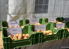 Die Annabelle ist einer der Renner in der deutschen Kartoffelbranche
