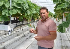 Fritz Boss erklärt die Bewässerung seiner Unterglas-Erdbeeren.