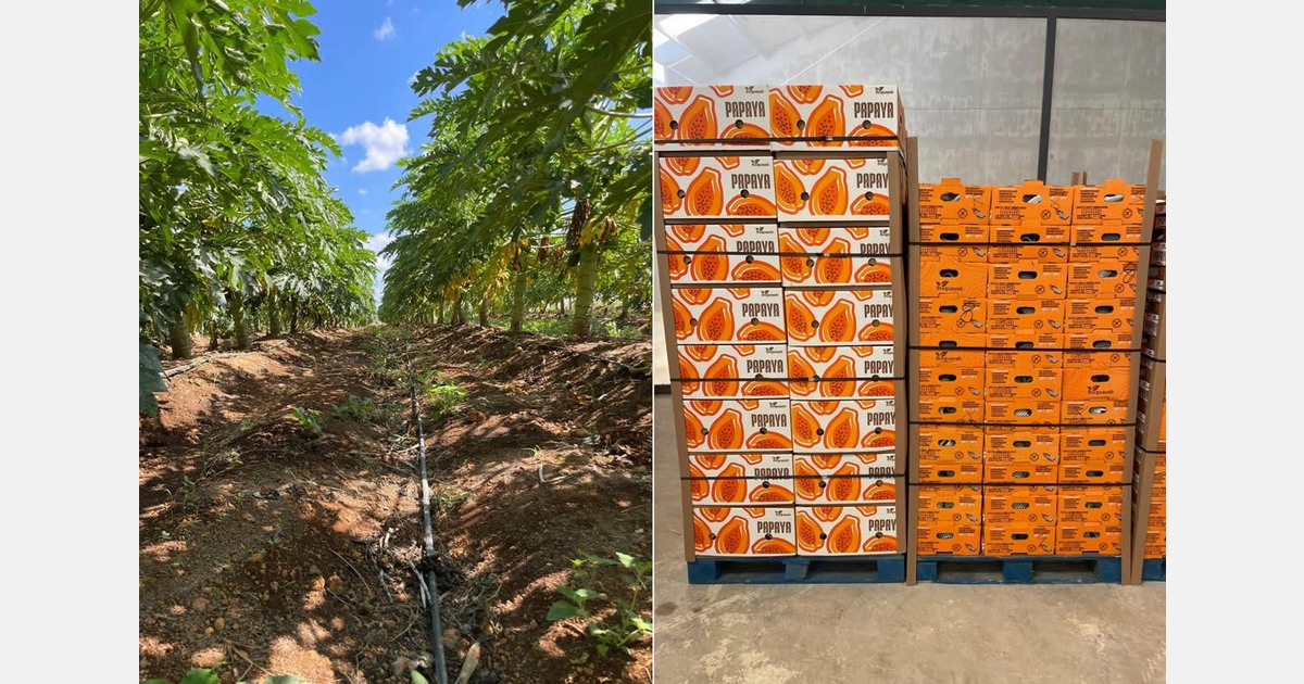 &amp;quot;Die ersten mexikanischen grünen Papayas kommen überraschend gut an&amp;quot;