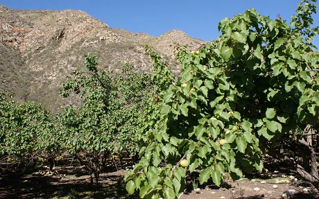 Klein-Karoo apricot orchard