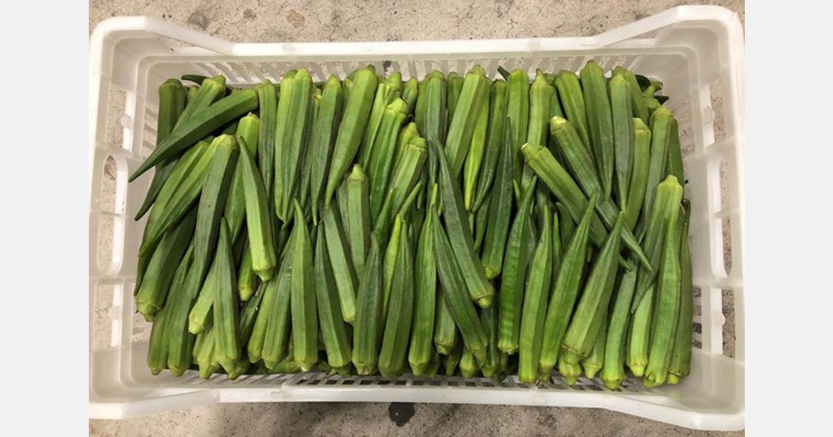 "Man merkt, dass die Okra auch die deutsche Küche Schritt für Schritt