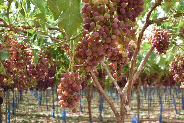 Murcia envía las primeras uvas de mesa a Vietnam
