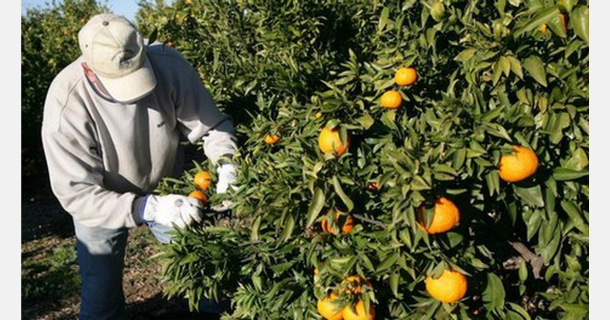 &amp;quot;Beschwerden über die Qualität der Clementinen und Orangen am ...