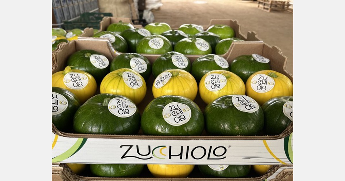 Zucchiolo ein neues Gewächshausgemüse für den europäischen Markt