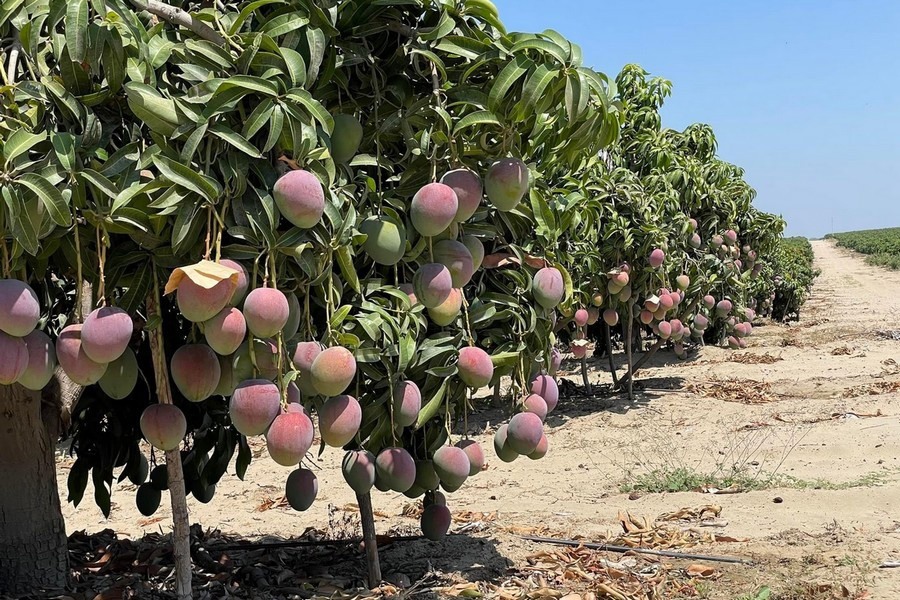 Rekordexport peruanischer Mangos