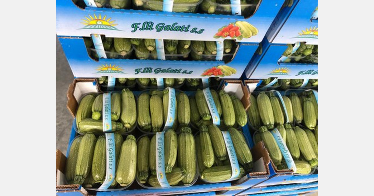Hellgrüne MiniZucchinis aus Kalabrien kommen nach Nordeuropa