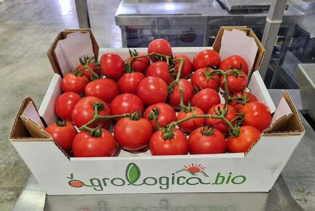 Zufriedenstellender Markt für sizilianische Bio-Tomaten in Deutschland