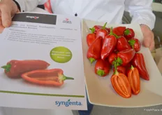 Die Snackpaprika Angello wird bereits in Spanien und Belgien angebaut. Nächstes Jahr wird es die ersten Erträge aus niederländischen Gewächshausanbau geben. 