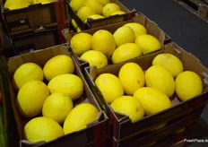 Melonen, die im Angebot von Georg Ziegler Fruchtimport und Großhandel stehen