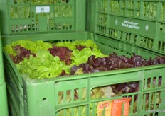 Regionales Freilandgemüse, wie Blattsalate, wird vorwiegend in den bewährten grünen Kisten umgeschlagen.