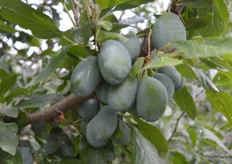 In der KW 31 werden voraussichtlich die ersten Zwetschgen der Sorte Haroma geerntet, etwa zwei Wochen später können dann die ersten Presenta-Früchte geerntet und vermarktet werden.