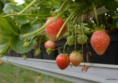 Frische Erdbeeren der Sorte Eve's Delight 2 im geschützen Stellagenanbau