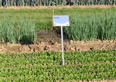 Die schnellwachsende Feldsalatsorte Amely ist für den Anbau im Herbst, Winter und Frühjahr geeignet, wobei sie auch im Sommer im Tunnel oder unter Glas angebaut werden kann.