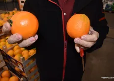 Orangen aus spanischem und sizialienischem Anbau. Die Früchte von der italienischen Insel sind zwar kleiner und säuerlicher, allerdings unbehandelt und aufgrund dessen sehr beliebt als Premium-Ware. 