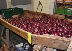 Handsortierte Zwiebeln werden als Mix verpackt (geld, rot und weiß) und sind ein Renner im Sortiment der Firma Güldal.