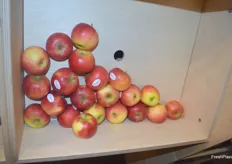 Bio-Äpfel aus dem Alten Land