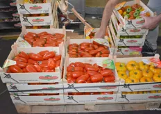 Bunte Tomaten aus dem französischen Anbaugebiet Bretagne.