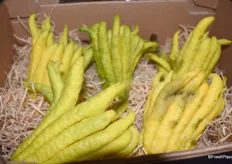 Buddha's Hand ist ein bislang unbekannter Fruchtexote der sich rasch einen Namen im deutschen Handel macht. Die optisch einzigartige Obstsorte wird vorwiegend aus Marokko (Fez) bezogen und ist vor allem ein Winterprodukt.
